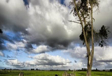 平博体育:尼日利亚前锋卢克曼获选非洲足球先生.